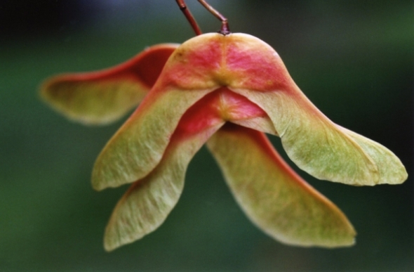 Maple_Seed_Pods